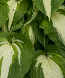 Roots Plants Perennials Hosta 'Night Before Christmas' 3L Pot 7 Roots Plants Perennials Hosta 'Night Before Christmas' 3L Pot