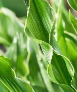 Roots Plants Perennials Hosta'Praying Hands' 3L Pot