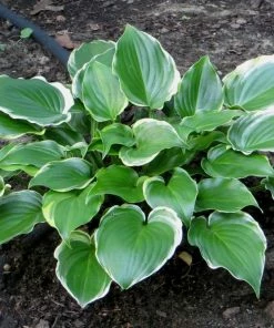 Roots Plants Perennials Hosta 'Sugar & Spice' 3L Pot