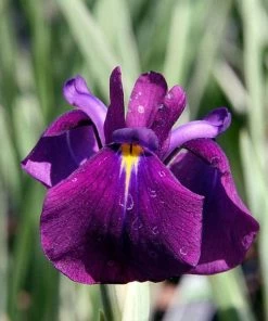 Roots Plants Iris 'Ensata Variegata' 3L Pot Perennials