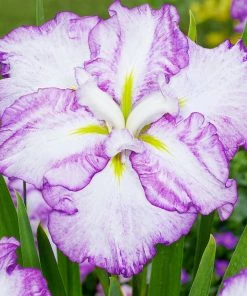 Roots Plants Iris 'Tiramisu' 3L Pot Perennials