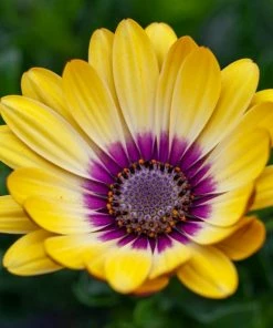 Roots Plants Osteospermum 'Blue Eyed Beauty' 1L Pot