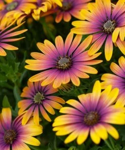 Roots Plants Osteospermum 'Purple Sun' 1L Pot