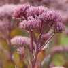 Roots Plants Perennials Sedum 'Mr Goodbud' 3L Pot