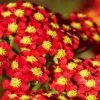 Roots Plants Achillea 'Milly Rock Red' | 3L Pot