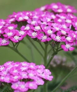 Roots Plants Achillea 'Milly Rock Rose' | 3L Pot 7 Roots Plants Achillea 'Milly Rock Rose' | 3L Pot