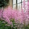 Roots Plants Astilbe 'Spotlight' | 3L Pot
