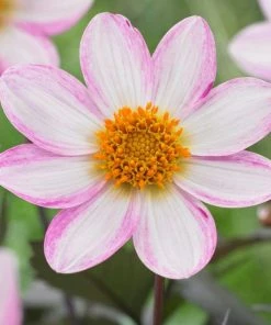 Roots Plants Dahlia 'Dahlegria White' | 3L Pot