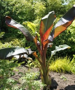 Roots Plants Ensete'Vetricosum' | 3L Pot Perennials