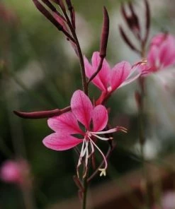 Roots Plants Gaura'Gaudi Rose' | 3L Pot