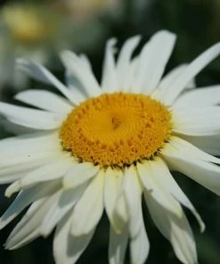 Roots Plants Leucanthemum 'Broadway Lights' | Daisy