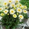 Roots Plants Leucanthemum 'Broadway Lights' | Daisy