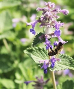 Roots Plants Perennials Nepeta'Walkers Low'