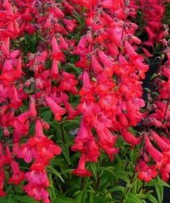 Roots Plants Penstemon'Quartz Red' | 3L Pot Perennials