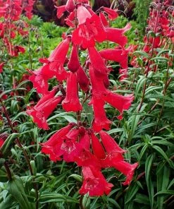 Roots Plants Penstemon 'Quartz Red' | 3L Pot Perennials