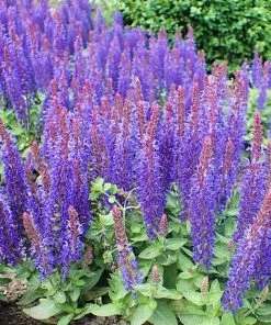 Roots Plants Salvia 'Blue Hill' | 2L Pot