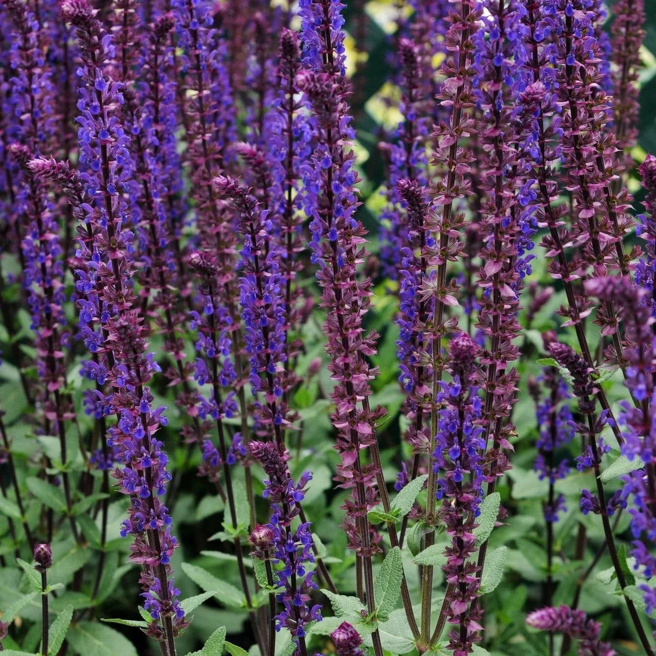 Roots Plants Salvia 'Caradonna' Perennials 3 Roots Plants Salvia 'Caradonna' Perennials