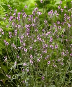 Roots Plants Verbena 'Bampton' | 3L Pot Verbenas