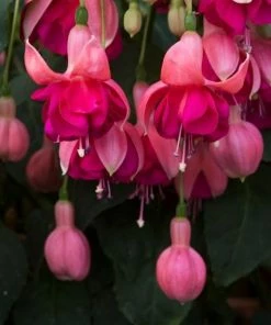 Roots Plants Hardy Fuchsia 'Garden News' | 3L Pot