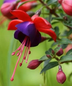 Roots Plants Hardy Fuchsia 'Tom Thumb' | 3L Pot Fuchsias