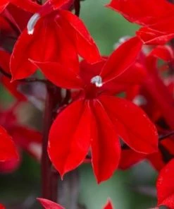 Roots Plants Lobelia 'Starship Scarlet'