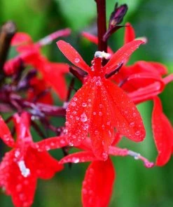 Roots Plants Lobelia 'Starship Scarlet'