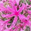 Roots Plants Guernsey Lily | Nerine Bowdenii | 3L Pot