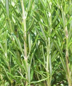 Roots Plants Perennials Barbeque Rosemary Plant | 3L Pot