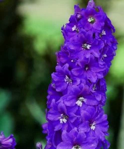 Roots Plants Perennials Delphinium 'Dark Blue White Bee' 7 Roots Plants Perennials Delphinium 'Dark Blue White Bee'