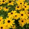 Roots Plants Perennials Rudbeckia Sunbeckia Maya | 5L Pot
