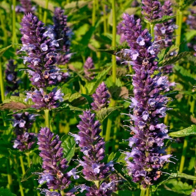 Roots Plants Perennials Agastache 'Little Adder' 5 Roots Plants Perennials Agastache 'Little Adder'
