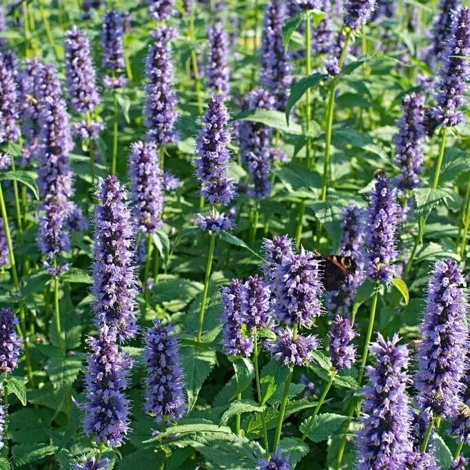 Roots Plants Perennials Agastache 'Little Adder' 7 Roots Plants Perennials Agastache 'Little Adder'