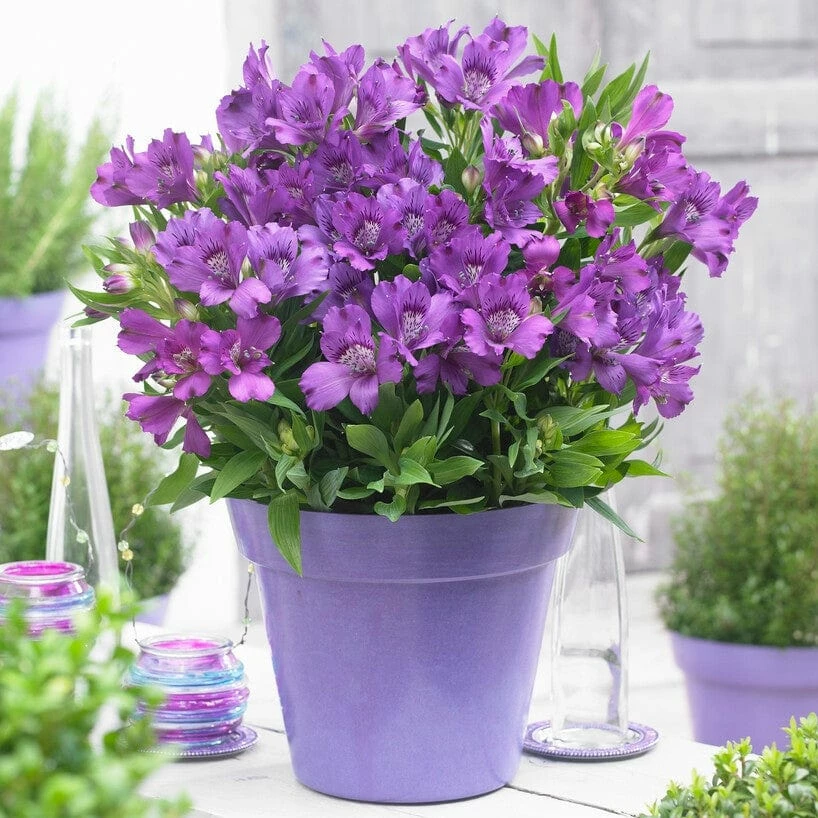 Roots Plants Alstroemeria 'Inticancha Indigo' 3 Roots Plants Alstroemeria 'Inticancha Indigo'