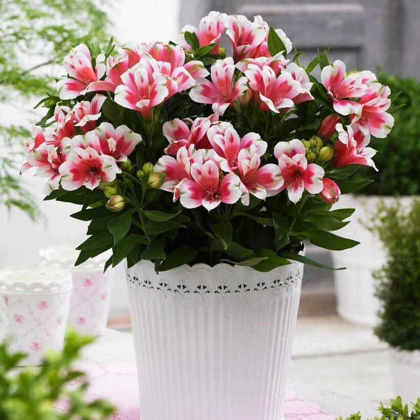 Roots Plants Alstroemeria 'Inticancha Maya' Perennials 4 Roots Plants Alstroemeria 'Inticancha Maya' Perennials