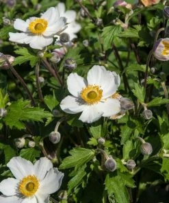 Roots Plants Anemone 'Elfin Swan' Perennials