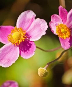 Roots Plants Perennials Anemone 'Lady Diana'