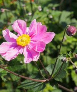 Roots Plants Perennials Anemone 'Lady Diana'
