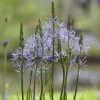 Roots Plants Perennials Camassia 'Caerulea'