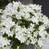 Roots Plants Campanula 'Pristar White' Perennials