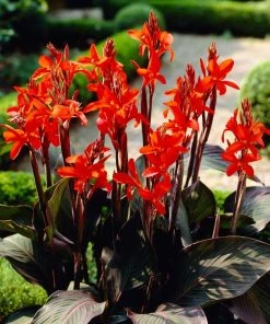 Roots Plants Canna 'Cannova Bronze Orange'