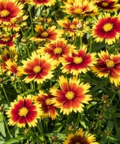 Roots Plants Perennials Coreopsis 'Li'l Bang Daybreak'