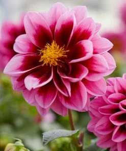 Roots Plants Dahlias Dahlia 'Dahlietta Surprise Demi'