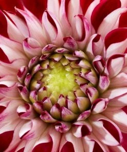 Roots Plants Dahlia 'Embassy' Dahlias