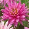 Roots Plants Dahlia 'Karma Pink Corona' 1 Roots Plants Dahlia 'Karma Pink Corona'