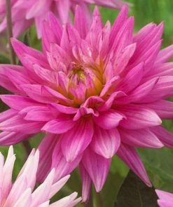 Roots Plants Dahlia 'Karma Pink Corona'