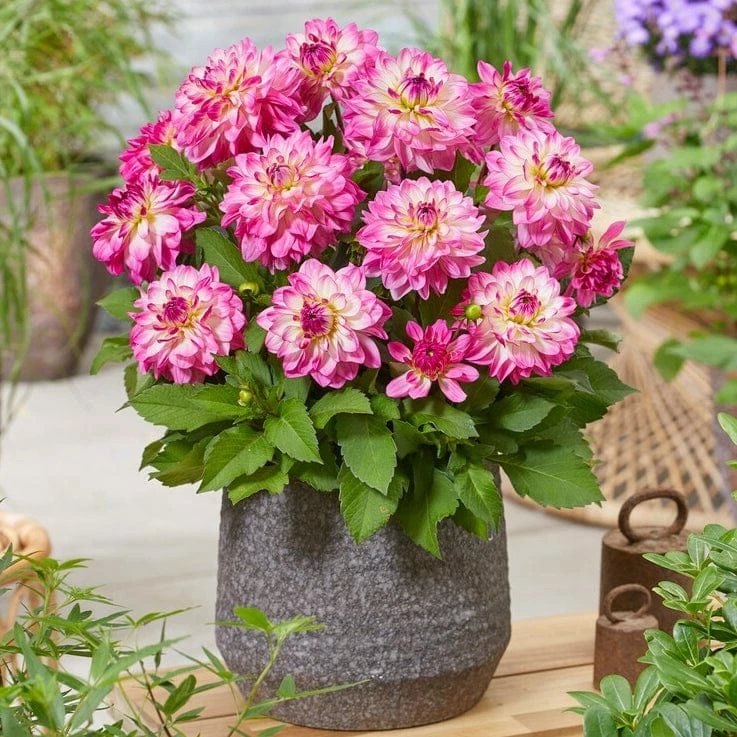 Roots Plants Dahlia 'Sincerity Rose Bicolour' 4 Roots Plants Dahlia 'Sincerity Rose Bicolour'