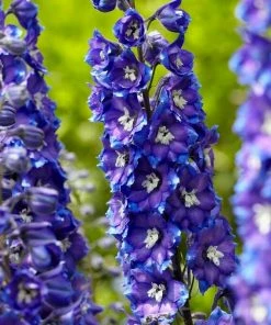 Roots Plants Delphinium 'Delgenius Glitzy' Perennials