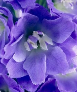 Roots Plants Delphinium 'Delgenius Glitzy' Perennials