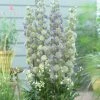 Roots Plants Perennials Delphinium 'Highlander Moonlight'