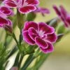 Roots Plants Perennials Dianthus 'Alpine Pink Flutterburst'